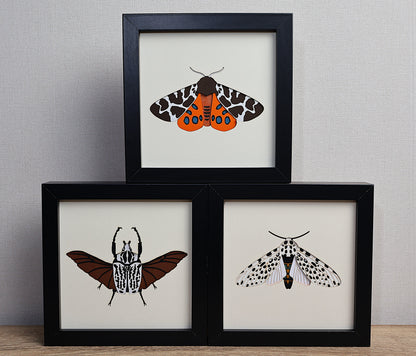 Papillon léopard géant