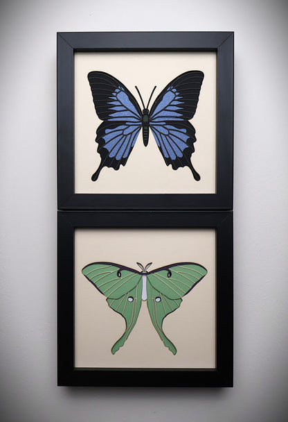 Papillon de lune