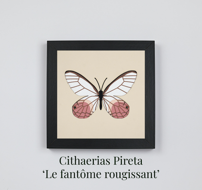 Lot de 2 tableaux Microcosmos