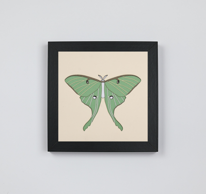 Papillon de lune